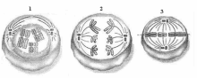 three drawings of a cell showing different stages of a cell cycle .