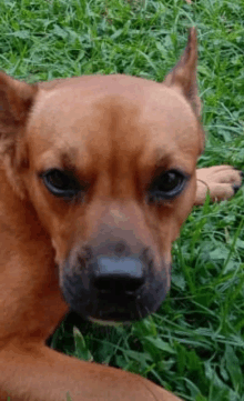 a close up of a dog laying in the grass looking at the camera