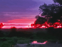 a sunset with trees in the foreground and a purple sky in the background