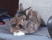 a small rabbit is sitting on a couch with a box of interway in the background