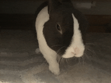 a black and white rabbit is standing on a white blanket