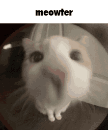 a close up of a cat 's face looking through a magnifying glass with the word meowter above it .