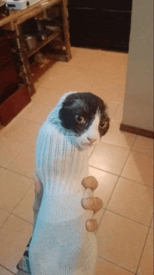 a black and white cat wrapped in a sock looks at the camera