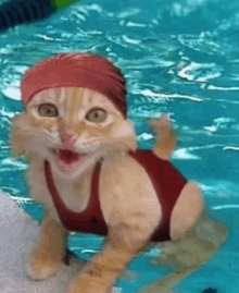 a cat wearing a red bathing suit and a swim cap is swimming in a swimming pool .