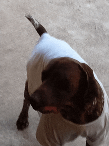 a brown and white dog wearing a white shirt is standing on the ground