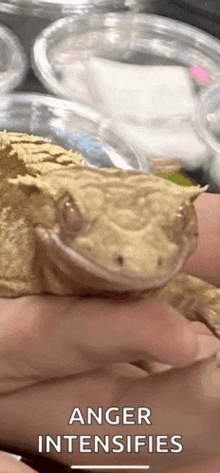 a lizard is being held in someone 's hand with the words anger intensifies above it