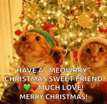 two cats wearing elf hats are standing in front of a christmas tree with a merry christmas message