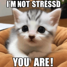 a kitten with a caption that says " i 'm not stressed you are "