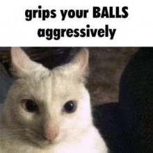 a white cat with a caption that says `` grips your balls aggressively '' is sitting next to a black cat .