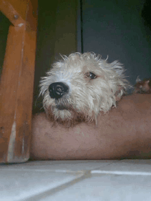 a small white dog laying on a person 's leg