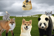 a fox a dog a panda and a cat are standing in a field with the words doge and da gang