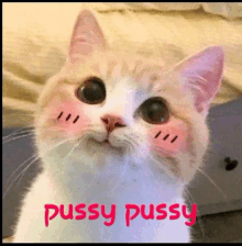 a close up of a cat with a pink cheek and the words pussy pussy written on it .