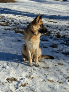 a german shepherd sits in the snow looking at the camera