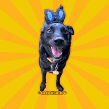 a black dog wearing bunny ears is standing in front of a yellow background that says cacausando
