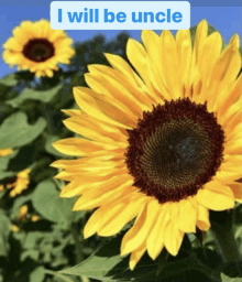 a picture of a sunflower with the words " i will be uncle " above it