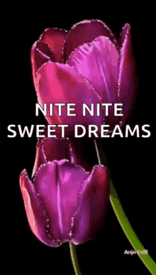 a purple flower on a black background with the words `` nite nite sweet dreams ''