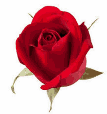 a single red rose with green leaves on a white background