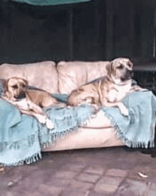 two dogs are laying on a couch with a blue blanket on it