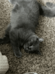 a gray cat is laying on its back on the carpet