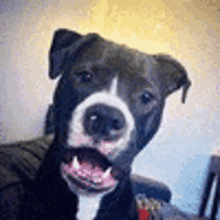 a black and white dog is sitting on a couch and looking at the camera .