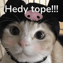 a close up of a cat wearing a hat that says hedy tope