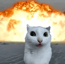 a white cat is standing in front of an explosion and looking at the camera .