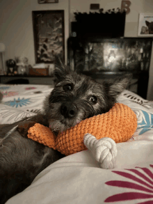 a small dog laying on a bed with an orange toy