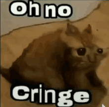 a picture of a cat with the words oh no cringe on it