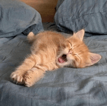 an orange kitten is yawning on a bed