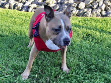 a brown and white dog wearing a red vest and harness