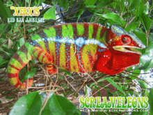 a colorful chameleon is sitting on a tree branch with the words " screameleons " on the bottom