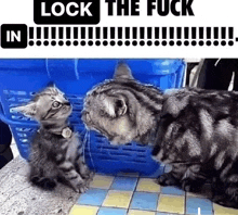 a cat and a kitten are looking at each other with the words lock the fuck in behind them