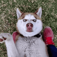 a husky dog is laying on its back on a person 's lap in the grass and making a funny face .