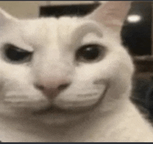 a close up of a white cat making a face .