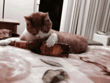 a cat is playing with a bottle of pepper lopez