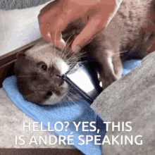 a cat laying on a blue towel with the words " hello yes this is andre speaking " above it