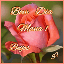 a pink rose with the words bom dia mana beijos