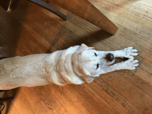 a white dog laying on its back on a wood floor