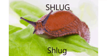 a snail is crawling on a green leaf with the words shlug written above it