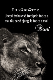 a black and white photo of a lion with a quote in a foreign language below it