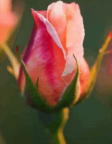 a close up of a pink and white rose bud with a green stem