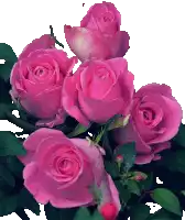 a bunch of pink roses with green leaves against a white background