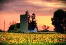 a field of sunflowers with a silo in the foreground