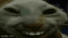 a close up of a cat 's face with the website imgflip.com visible