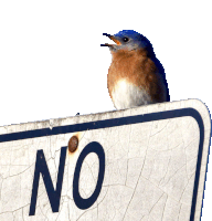 a bird sitting on top of a no sign