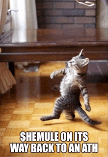 a kitten is walking on its hind legs with a caption that says shemule on its way back to an ath