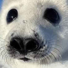 a close up of a seal 's face with water drops on it 's nose .