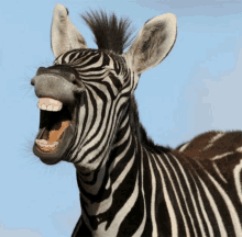 a zebra with its mouth wide open and a mohawk on its head