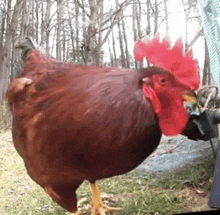 a rooster with a red crest is standing in the grass in front of trees .