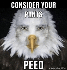 a bald eagle with the words " consider your pants peed " on it